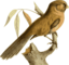 Paradoxornis Unicolor
