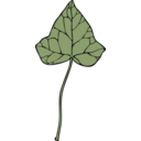 Ivy Leaf 7