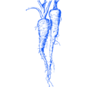 download Parsnip clipart image with 180 hue color