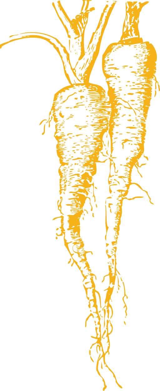 Parsnip