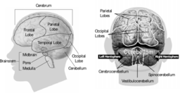 58294main The Brain In Space Page 34 Brain Model