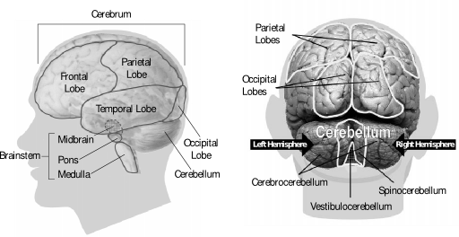 58294main The Brain In Space Page 34 Brain Model