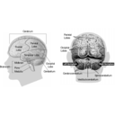 58294main The Brain In Space Page 34 Brain Model