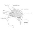 download Human Brain clipart image with 270 hue color