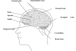 Human Brain