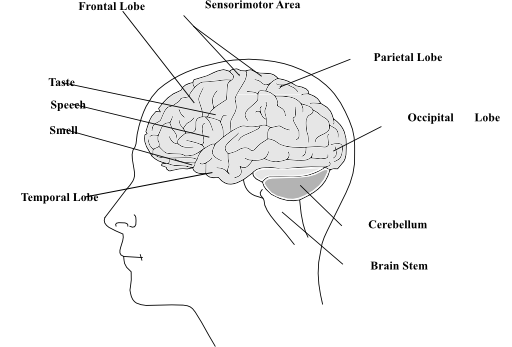 Human Brain