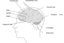 Human Brain