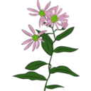 download Aster Conspicuus clipart image with 45 hue color