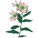 download Aster Conspicuus clipart image with 90 hue color