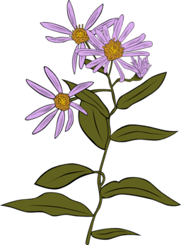 Aster Conspicuus