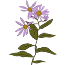 download Aster Conspicuus clipart image with 0 hue color