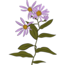 Aster Conspicuus