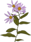 Aster Conspicuus