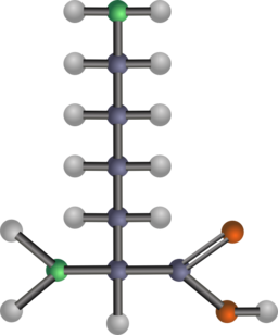 Lysine Amino Acid