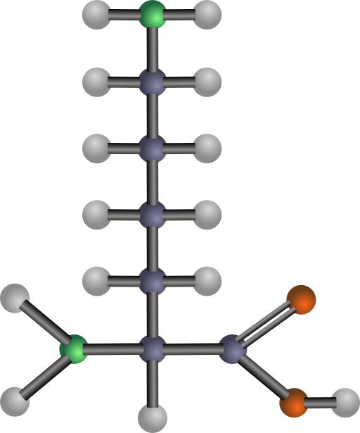 Lysine Amino Acid