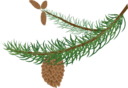Fir Branch With Cones
