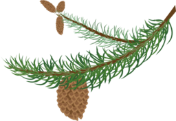 Fir Branch With Cones