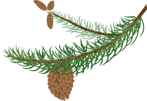 Fir Branch With Cones