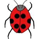 Ladybug