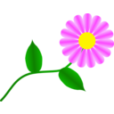 Daisy Fuchsia