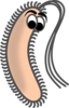 Funny Bacillus