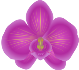 Orchid