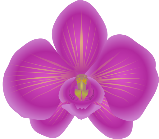 Orchid