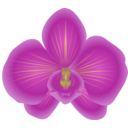 Orchid