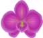 Orchid