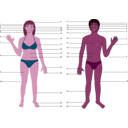 download Human Body Both Genders With Numbers clipart image with 315 hue color