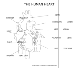 The Human Heart