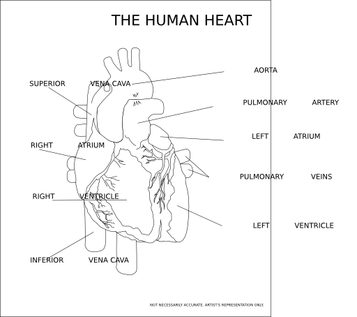 The Human Heart