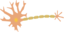 Single Neuron