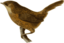Pnoepyga