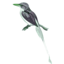 download Tanysiptera Riedelii clipart image with 90 hue color