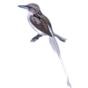 download Tanysiptera Riedelii clipart image with 180 hue color