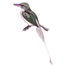 download Tanysiptera Riedelii clipart image with 270 hue color