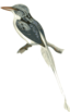 Tanysiptera Riedelii