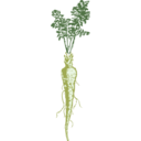 download Parsnip clipart image with 45 hue color