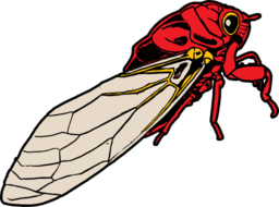 Cicada