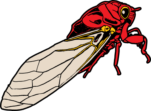 Cicada