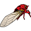 Cicada