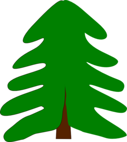 Spruce