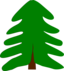 Spruce