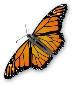 Monarch Butterfly