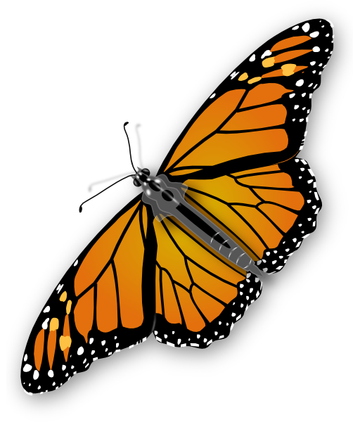 Monarch Butterfly