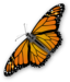 Monarch Butterfly