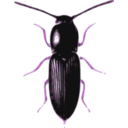 download Beetle Cardiophorus clipart image with 270 hue color