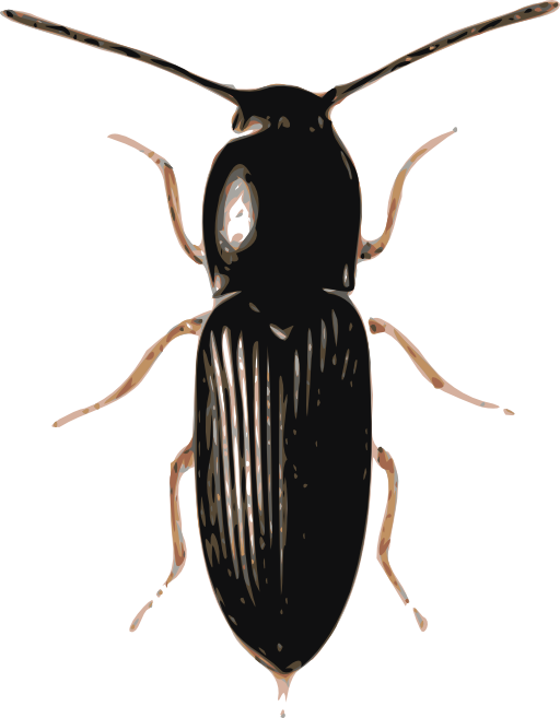 Beetle Cardiophorus