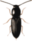 Beetle Cardiophorus